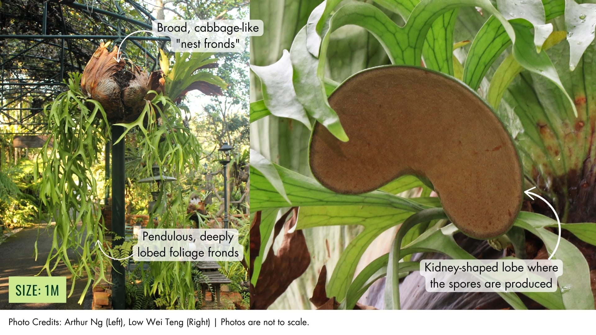 Staghorn Fern